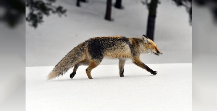 Kars'ta yaban hayvanları yiyecek bulmakta zorlanıyor