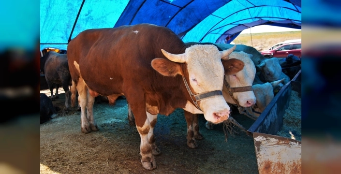 Keçiören'de kurban satış alanı başvuruları başlıyor