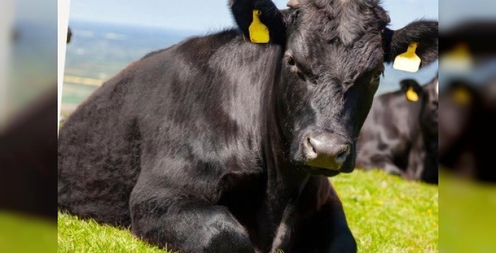 Kırsalda Bereket projesinde 9. etap: Gebe düve dağıtımları başlıyor