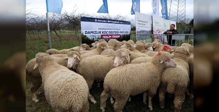 Kocaeli Büyükşehir, hayvancılığa damızlık koç desteği sunuyor