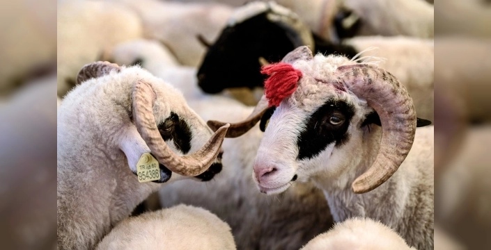 Kurbanlık fiyatları netleşti: İşte Edirne'de kilogram başına ödenecek rakamlar