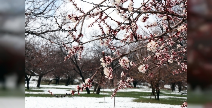 Malatya'da bahar sürprizi: Kar yağışı kayısı çiçeklerini örttü