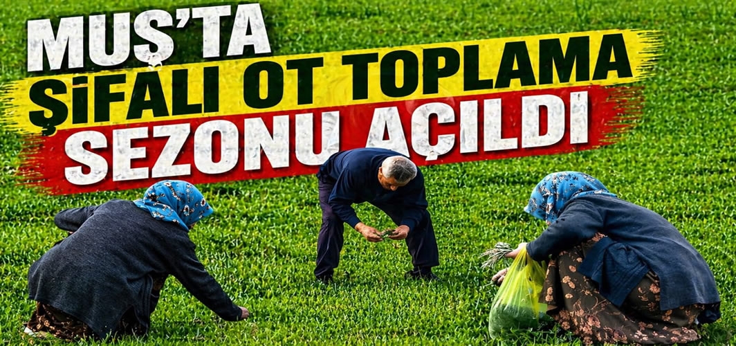 Muş’ta şifalı ot toplama mesaisi başladı