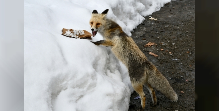 Sarıkamış'ın beyaz örtüsünde bir kızıl tilkinin hayatta kalma mücadelesi