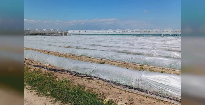 Tarsus'ta marul tarlada kaldı iddialarına Tarım Bakanlığı'ndan sert yalanlama