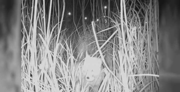 Tilki, parkın gözdesi oldu: Yumurta hırsızlığının altından doğal yaşam çıktı