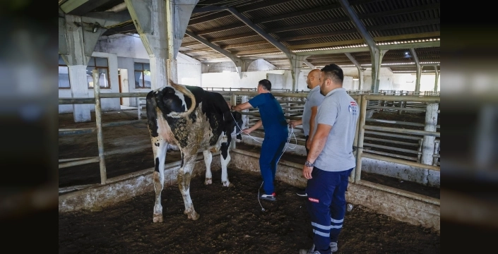 Antalya'da bayram telaşı: Kurban yakalama timi göreve hazır!