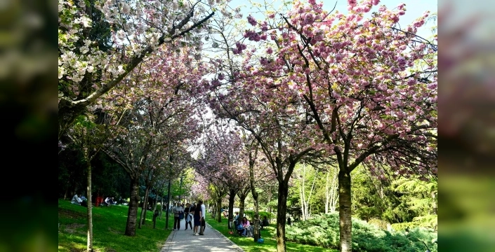 Başkent'te sakura büyülemesi: Pembe ve beyazı Ankaralılar için açtı