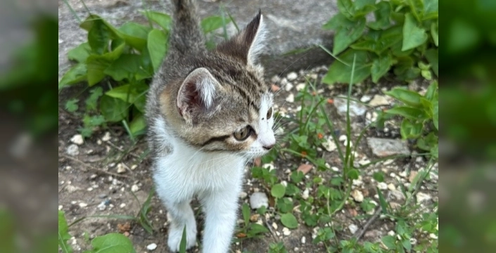 Erdemli'de yürek ısıtan kurtarma: Kedi havalandırma boşluğundan kurtarıldı