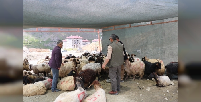 Hakkari'de kurbanlıklar hayvan pazarında alıcı bekliyor