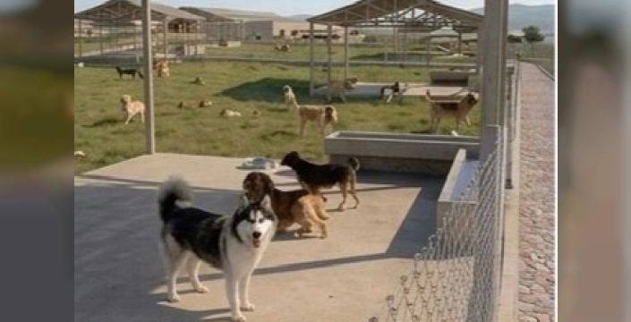 İzmir'den kedi ve köpekler için dev yatırım: Dikili'de tam donanımlı kampüs yükseliyor
