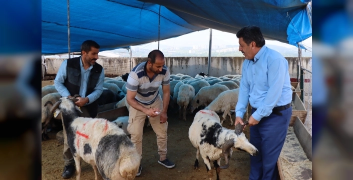 İzmit'te modern hayvan pazarında kurbanlık satışları hızla devam ediyor