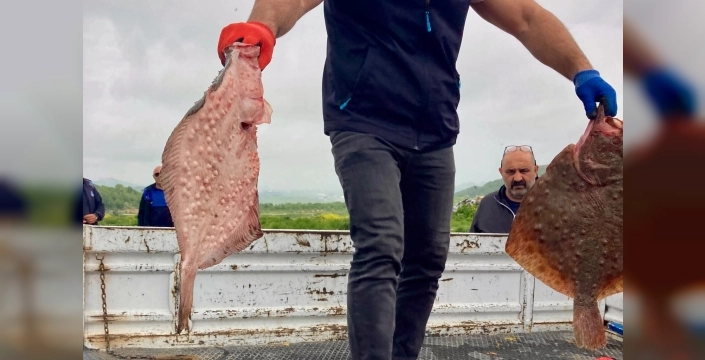 Karadeniz'de yasa dışı avcılığa geçit yok: 500 kilogram kalkan ele geçirildi