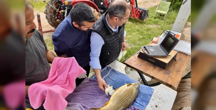 Milyonlarca yavru balık, doğanın kucağına salınıyor