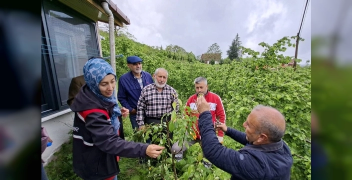 Ordu'da meyve ağaçları 'aşı ordusu' ile güçleniyor