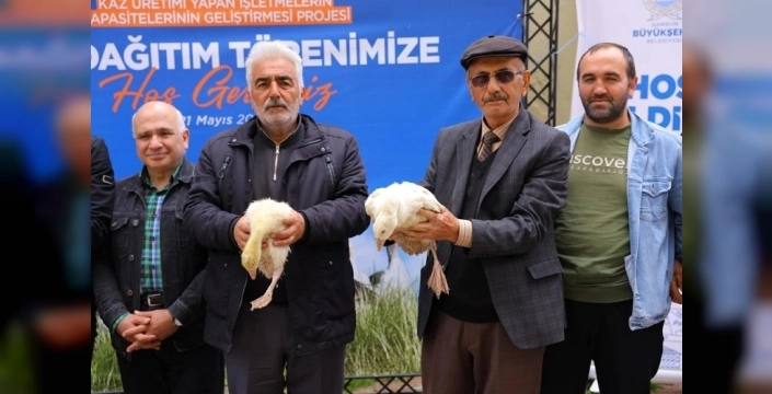 Samsun'da kaz yetiştiriciliğine büyük destek: Üreticilere palaz dağıtımı başladı