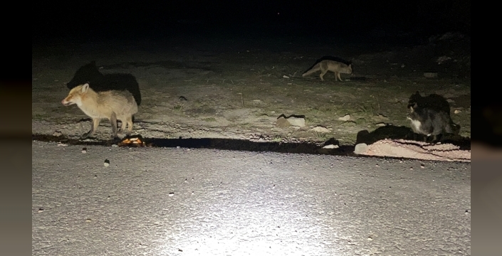 Soğuk kışta çaresiz kurtuluş: Aç kalan tilkiler otellerde ekmek peşinde