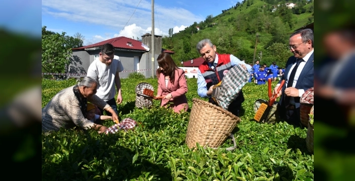 Yeşilin Binbir Tonu: Artvin'de Geleneksel Çay Hasadı Başladı