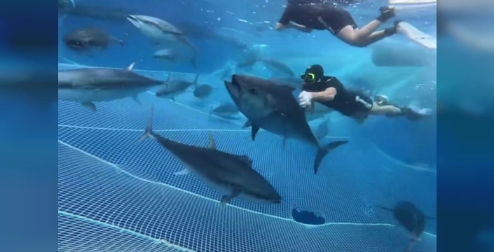 Alanya açıklarında 28 orkinos uydu vericisiyle takibe alındı