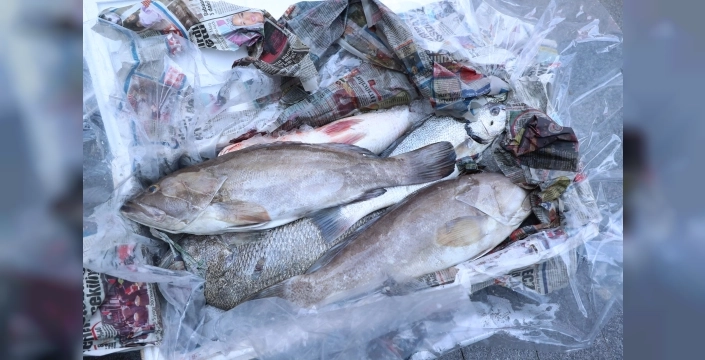 Av yasağına rağmen yakalanan 260 kilo balık zabıtadan kaçamadı