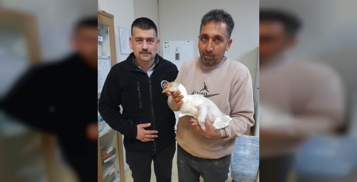 Elazığ'da atmaca saldırısında yaralanan kaz yavrusuna hastanede tedavi