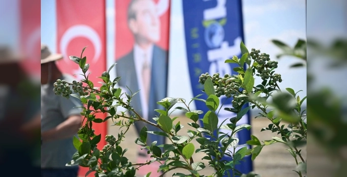 İpsala'da 150 bin yaban mersini fidanı toprakla buluşuyor
