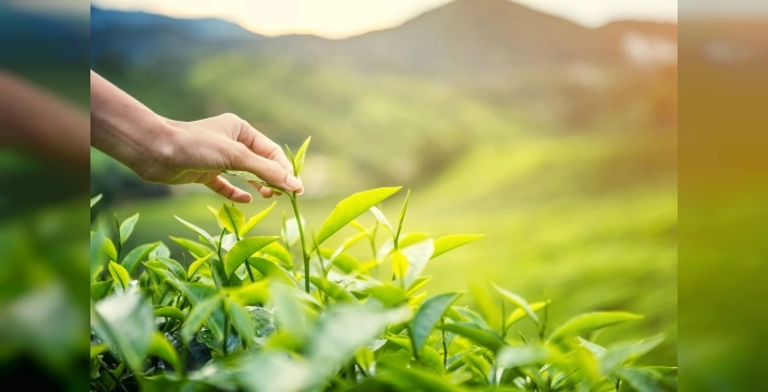 Karadeniz'de çay sezonu açıldı: Sürdürülebilirlik 