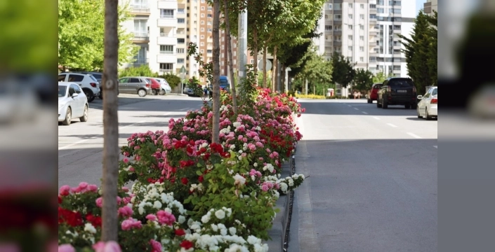 Kayseri Talas'ta çiçek yılı coşkusu: Güller caddeleri süslüyor