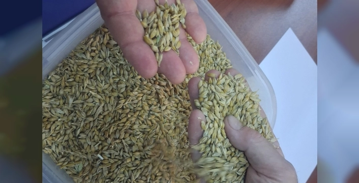 Keşan'da ilk arpa hasadı açık artırmada 17,50 TL'd