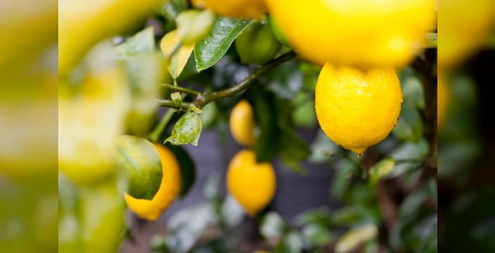 Limon ihracatı miktar kaybına rağmen kasayı doldurdu: 22 yıl