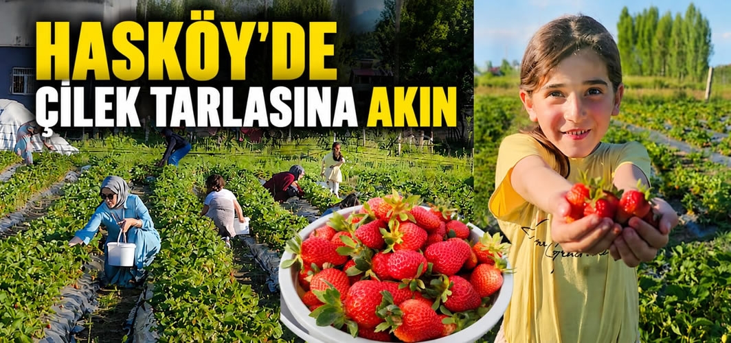 Muş'ta Çilek Tarlasına Akın