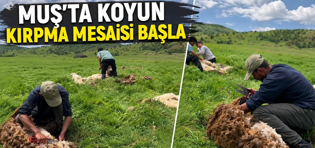 Muş'ta Koyun Kırpma Mesaisi Başladı