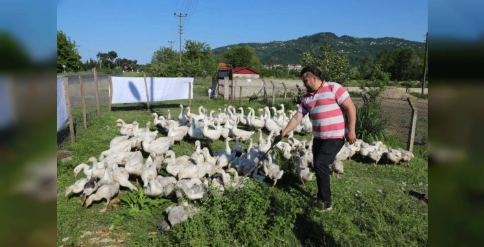Ordu'da kaz yetiştiriciliği altın çağını yaşıyor: Alım garantisi üreticiyi zengin ediyor
