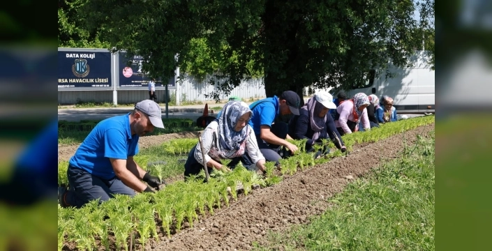 Osmangazi yaza merhaba diyor: 260 bin çiçekle renkleniyor