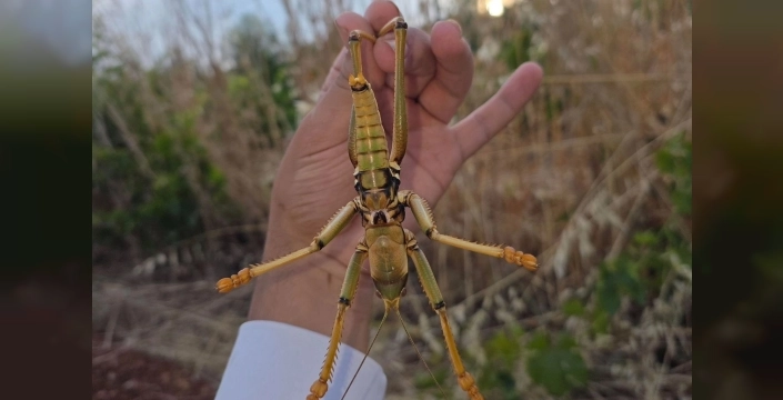 Perre Antik Kenti'nde bir avuç içi kadar dev çekirge şaşırttı