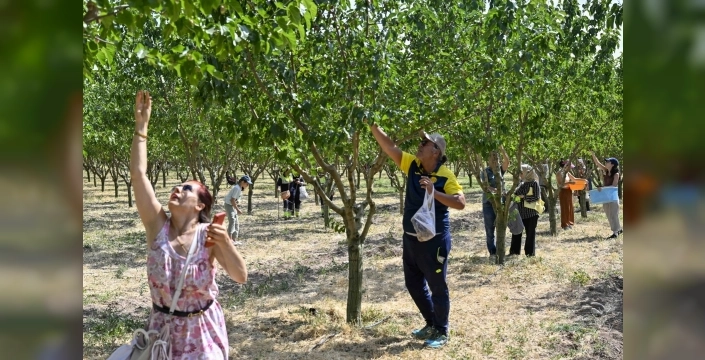 Başkentliler ATA Çiftliği'nde hem üretti hem eğlendi: Hasat şöleni ve 90'lar nostaljisi bir arada