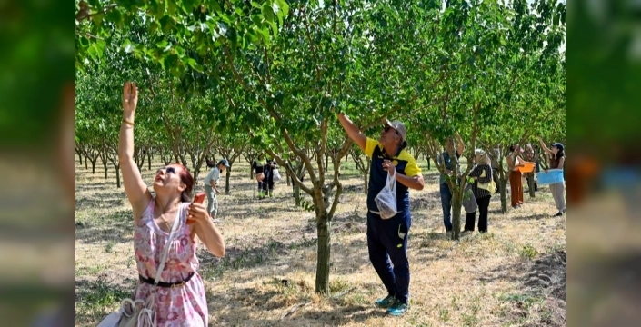 Başkentliler, Ata Çiftliği'nde unutulmaz bir hasat şenliği yaşadı