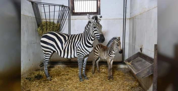 Bursa Hayvanat Bahçesi'nde zebra ailesi genişliyor: Ygritte dünyaya geldi