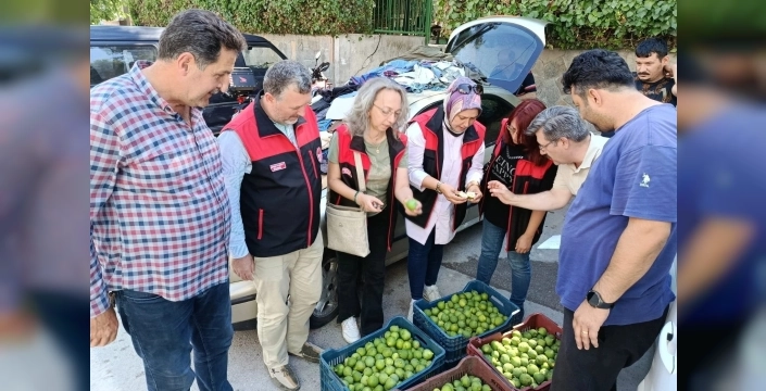 Bursa siyah inciri için ilek kontrolleri tamamlandı