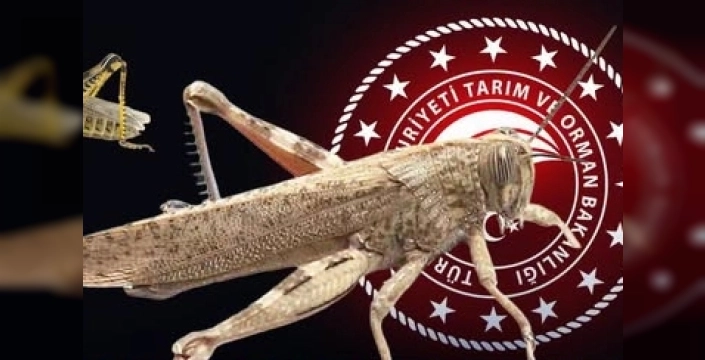 Çekirge iddialarının ardındaki gerçek: Bakanlık açıklama yaptı