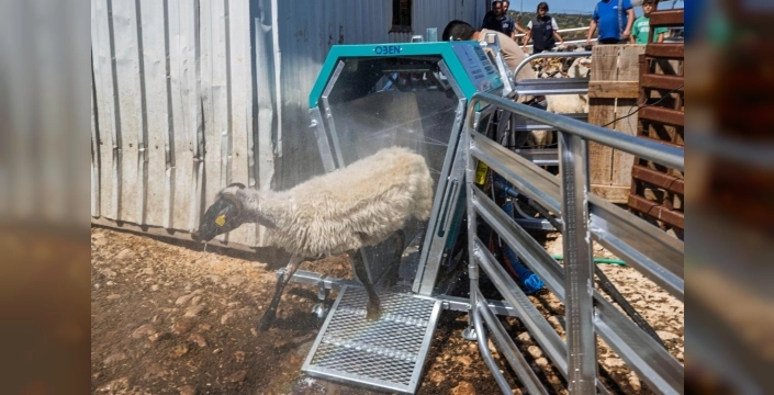 Hayvancılıkta devrim: Teknolojiyle koyunlar artık dakikalar içinde temiz ve sağlıklı!