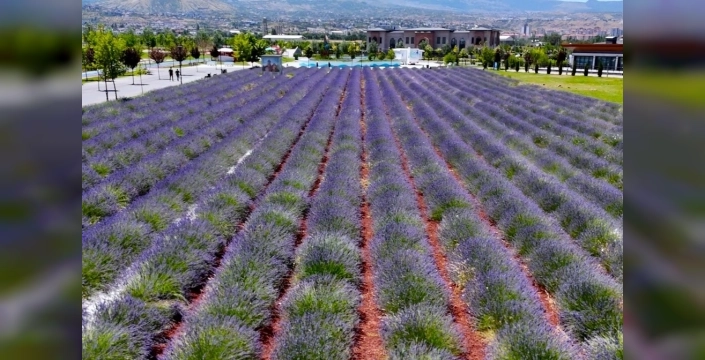 Kayseri'de lavanta bahçesi yazı karşılıyor