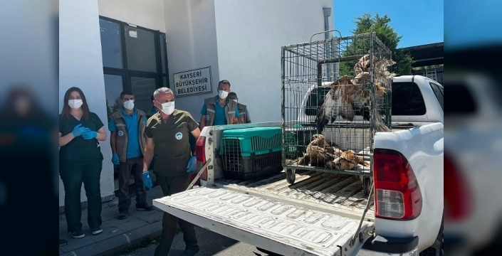 Kayseri'den doğaya umut eli: 35 yaban kuşu yeniden özgür