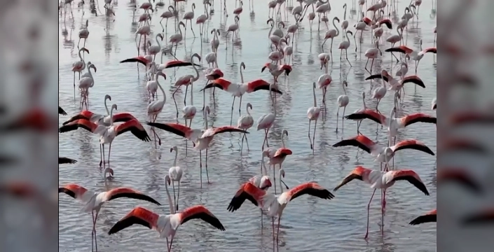 Tuz Gölü'nde flamingo yavrularında rekor sevinci