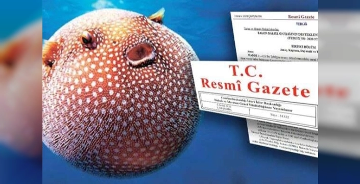 Zehirli balon balığına dev destek: Kilosu 35 liradan avlanacak