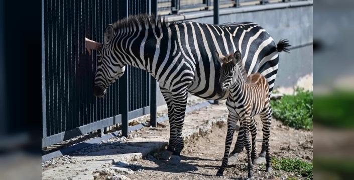 Ankara'da Atatürk Çocukları ve Doğal Yaşam Parkı'na yeni bir zebra katıldı