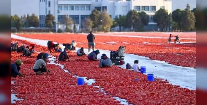 Antalya'nın kurutulmuş domatesi dünya pazarında parlıyor