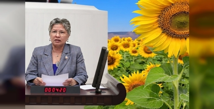 Ayçiçeği üreticisi maliyetleri karşılamıyor