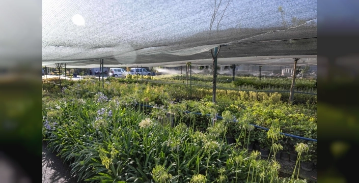 Bornova'da ilk lavanta parkı kuruluyor