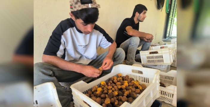 Doğanşehir'de kayısı hasadı devam ediyor